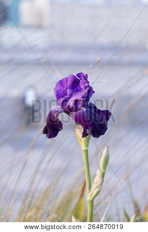 Violet Iris Flower (iris Scariosa) On Defocused Light Background. Shallow Depth Of Field. Vertical