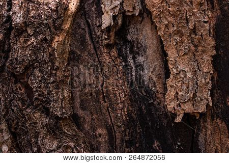 Mystical Texture Of An Old Tree With Small Dark Cracks Partially Peeled Bark Fantasy Background