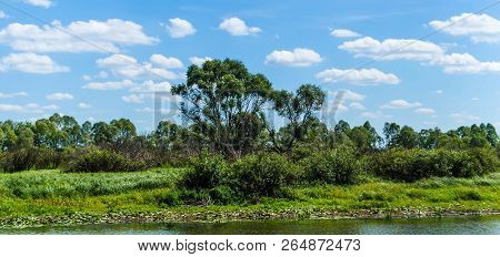 Belarusian Polesie. Pripyat. View Of The Oak Tree On The Background Of Green Nature By The River