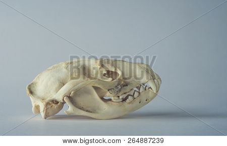 Luwak Musang Marten Skull On Clean Background