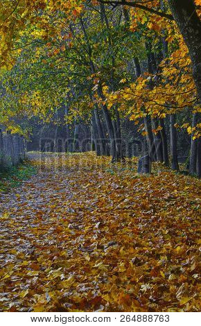 Puchkoriai Landscape Reserve. Golden Autumn Time Near Vilnia River