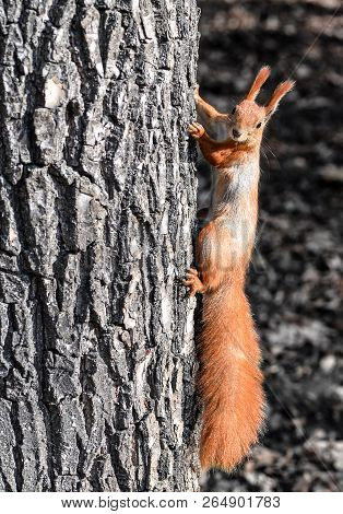 Funny Wild Red Squirrel On Park Tree. The Red Squirrel Or Eurasian Red Squirrel Playing In Natural B