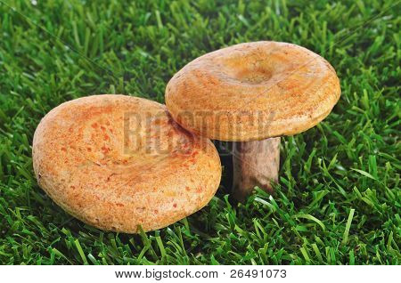 rovellons, fungo autunnale tipico della Spagna, sull'erba
