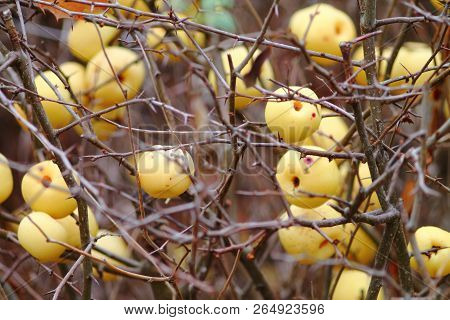Thorny Bush Of Japanese Quince (chaenomeles Hybrids) With Ripe Fruits.
