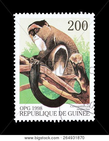 Guinea - Circa 1998 : Cancelled Postage Stamp Printed By Guinea, That Shows De Brazza Monkey.