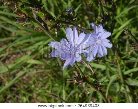 Blueweed Flower With Blue Blossom In The Forest In Spring