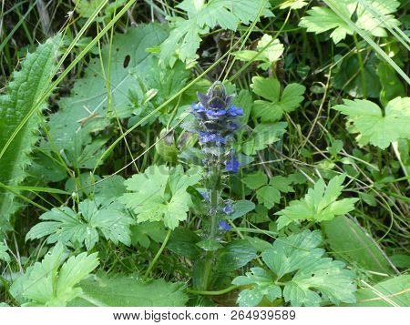 Bugleweed Flower With Blue Blossom In The Forest