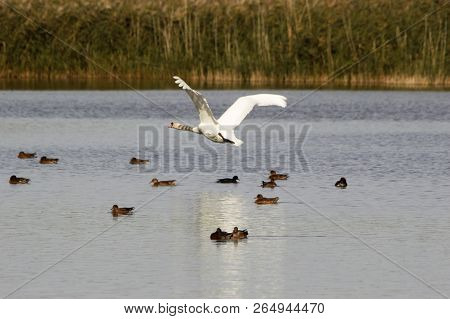 Mute Swan Taking Off From Otmoor Rspb  Reserve