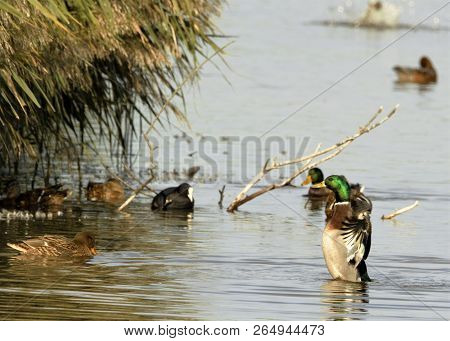 Mallard Drake Stretching Wings And Preening At Otmoor Rspb Reserve Near Oxford