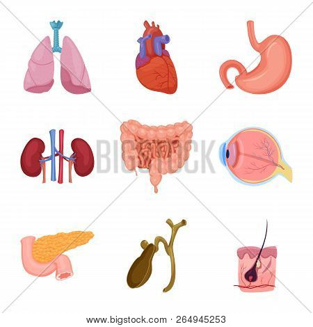 Vector Design Of Body And Human Icon. Set Of Body And Medical Vector Icon For Stock.