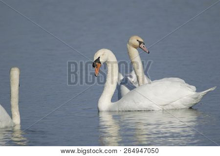 Mute Swans At Otmoor Rspb Reserve Near Oxford
