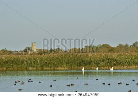 Swans And Ducks On Lake With Reed Beds In The Background At Otmoor Rspb Reserve