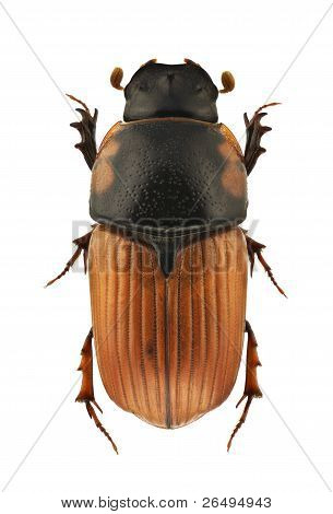 Aphodius Scrutator