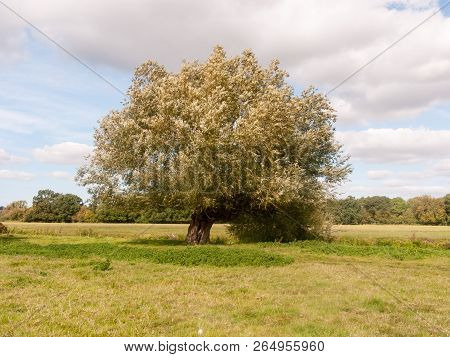Dedham Summer Day Special Grassland Greenery Scene Landscape Nature Natural