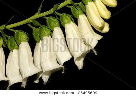 Un bianco foxglove, digitalis-purpurea, contro uno sfondo nero.