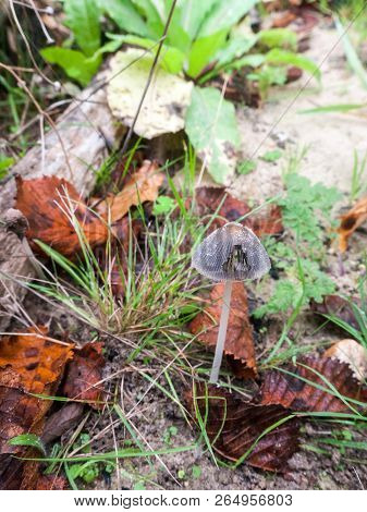 Close Up Small Little Mushroom Nature Macro Ground Outside Autumn Weather