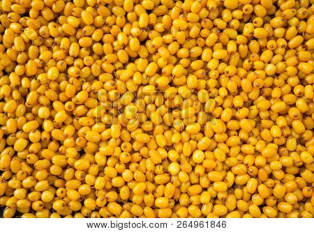 Sea-buckthorn Background. Ripe And Fragrant Sea-buckthorn. Sea-buckthorn Closeup.