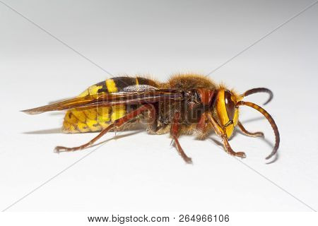 Big Hornet Vespa Mandarinia On White Background