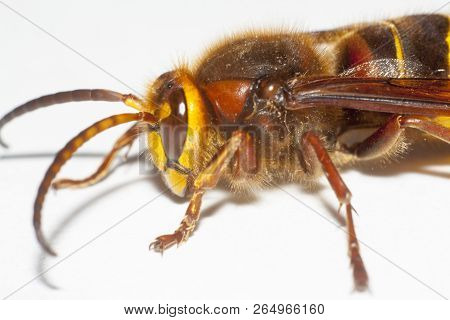 Big Hornet Vespa Mandarinia On White Background
