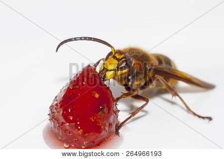 Big Hornet Vespa Mandarinia Eating Strawberry On White Background