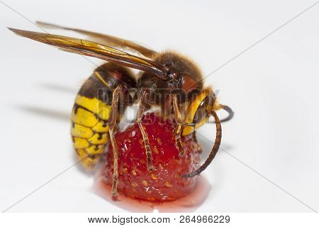 Big Hornet Vespa Mandarinia Eating Strawberry On White Background