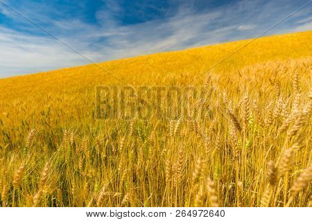 Yellow Grain Ready For Harvest Growing In A Farm Field