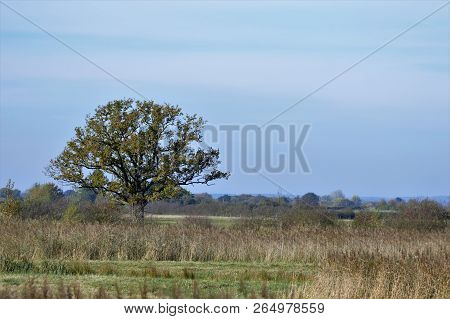 Lone Oak Tree In Field On Otmoor Near Oxford