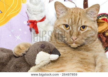 Grasso gatto arancione con sua lontra giocattolo.