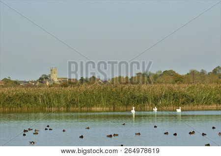 Swans And Ducks On Lake At Otmoor Rspb Reserve Near Oxford