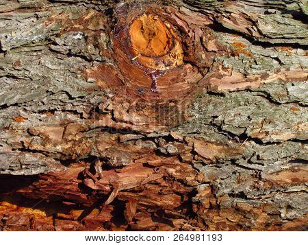 Knag In Pine Bark Close-up, Macro Natural Texture