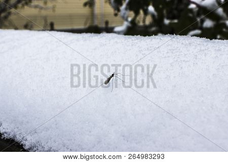 The Mosquito In The Winter In The Snow