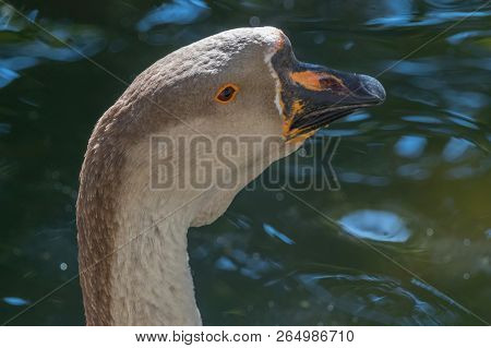 Portrait Of Chinese Goose Close Up Chinese Goose
