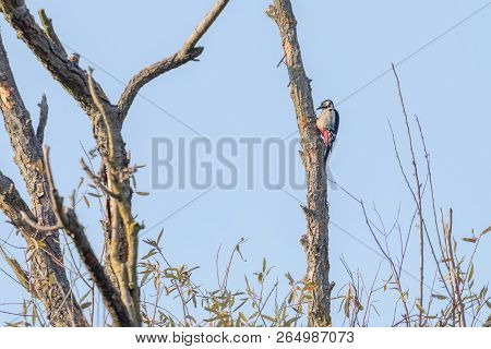 Great Spotted Woodpecker On Tree (dendrocopos Major)
