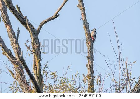 Great Spotted Woodpecker On Tree (dendrocopos Major)