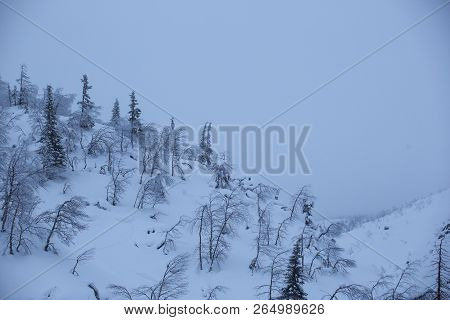 North Europe. Snow Covered Scandinavian Boreal Coniferous Forest , Taiga - Most Northern In Europe (