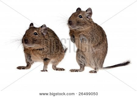 Kaksi jyrsijä Degu
