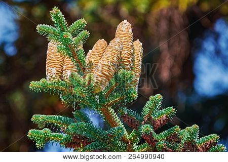 Immature Cones Of Manchurian Fir Covered By Resin