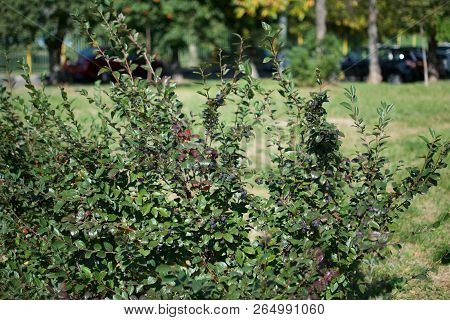 Cotoneaster Lucidus (hedge/shiny Cotoneaster) In The Backyard In Autumn In Russia.