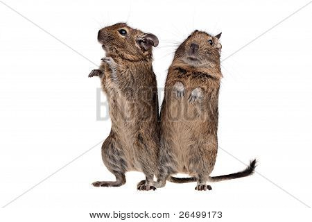 Kaksi Degu pysyvän täyspitkä