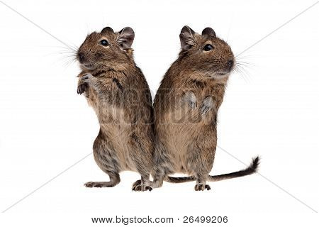 Kaksi Degu pysyvän täyspitkä