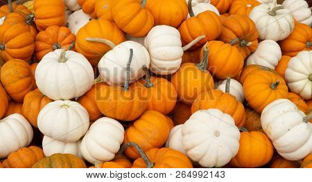 Orange And White Pumpkins At Farmers Market In Lancaster County, Pennslvania Waiting To Be Picked Fo