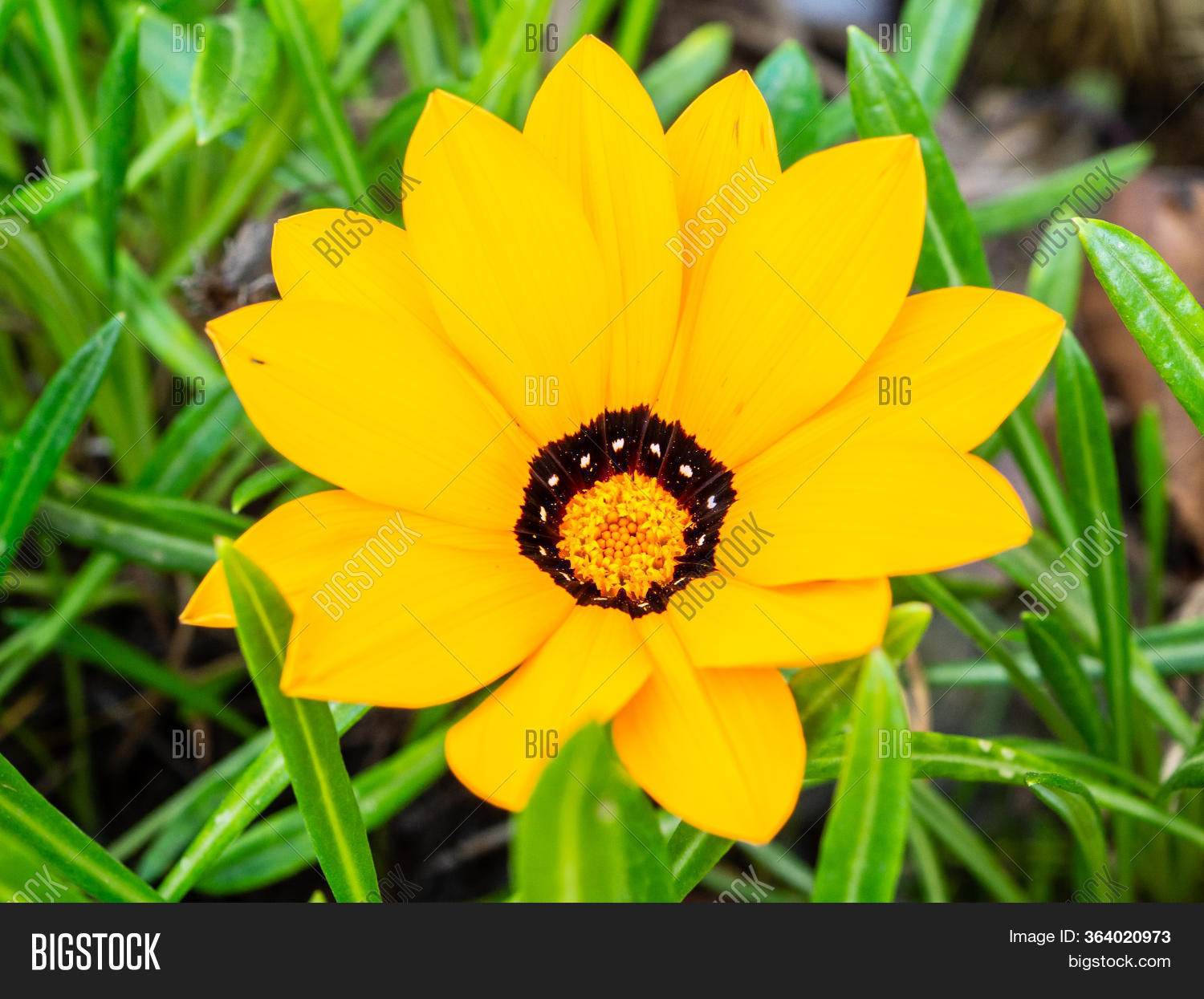 Yellow Gazania Flower Image & Photo (Free Trial) Bigstock