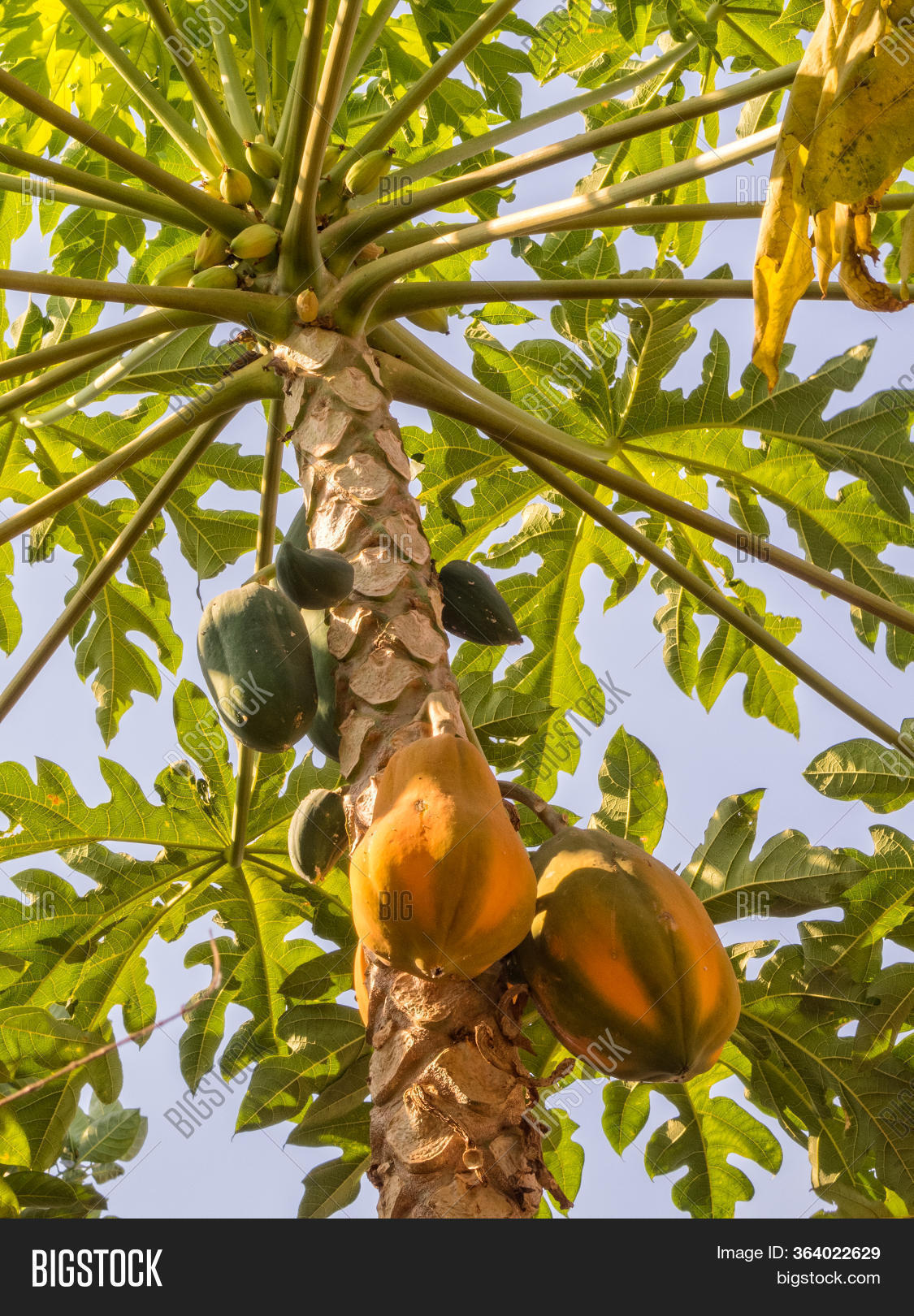 Papaya Tree Has Tall Image & Photo (Free Trial) Bigstock