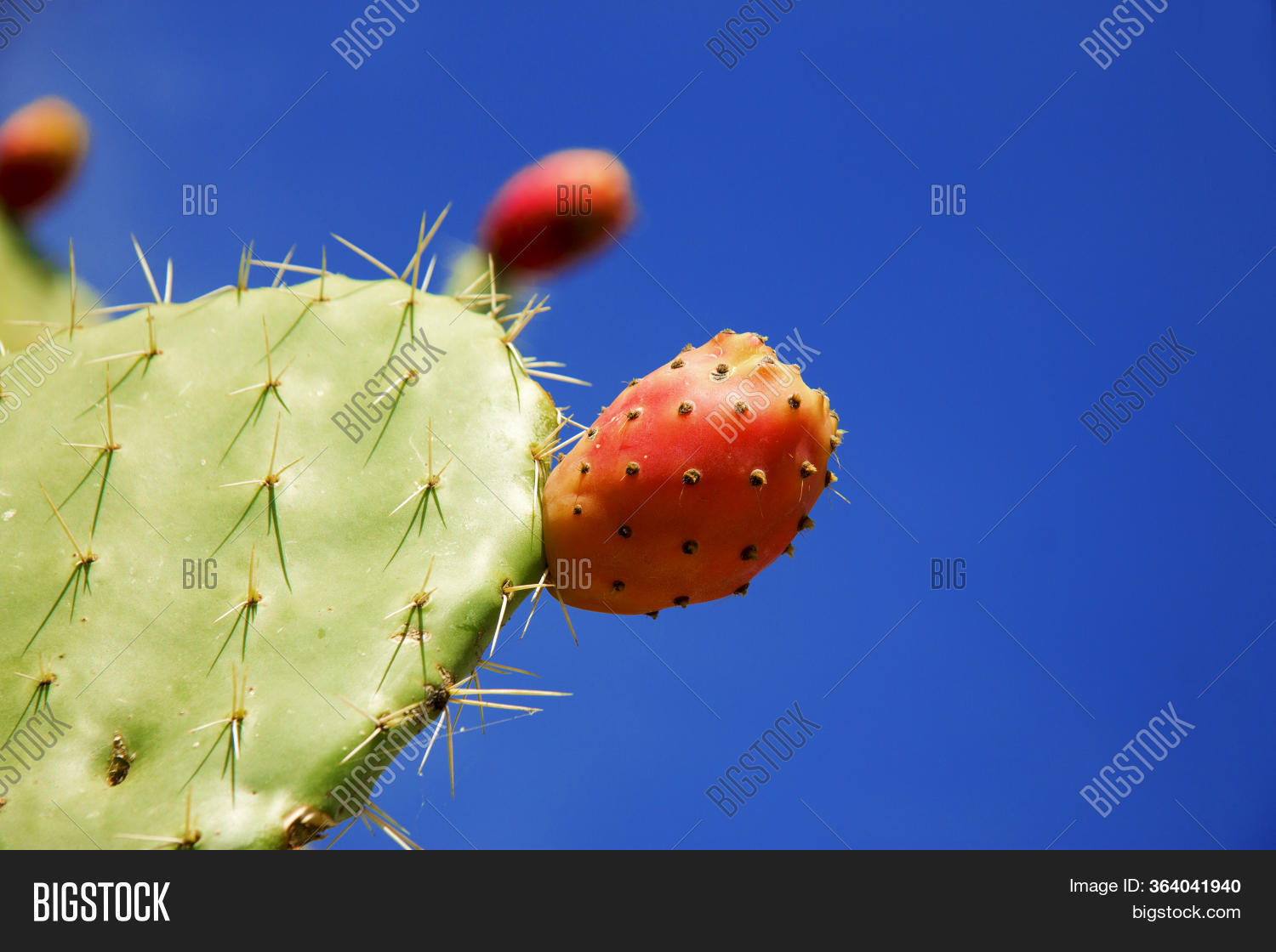 Opuntia Growth On Image & Photo (Free Trial) Bigstock