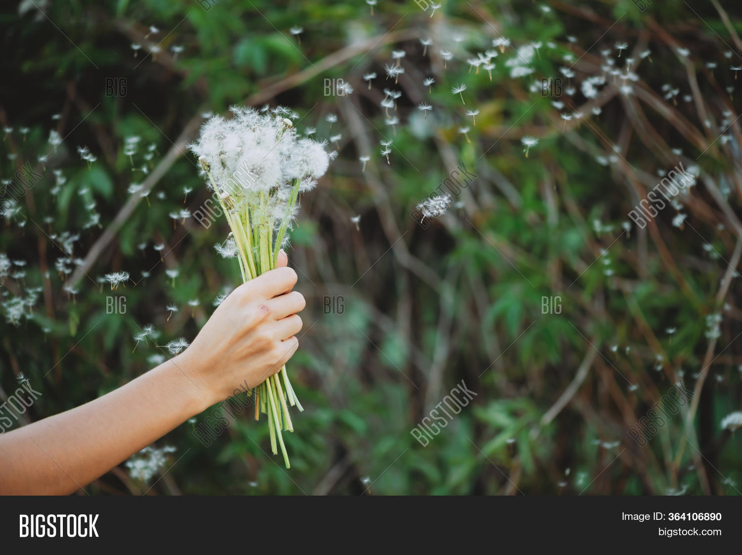 Dandelion Flower Girl Image & Photo (Free Trial) Bigstock