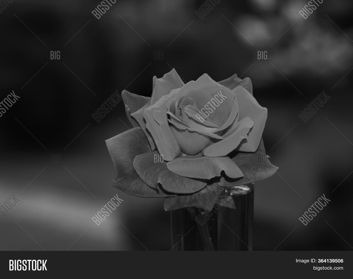 Art Photo Rose Petals Image & Photo (Free Trial) Bigstock