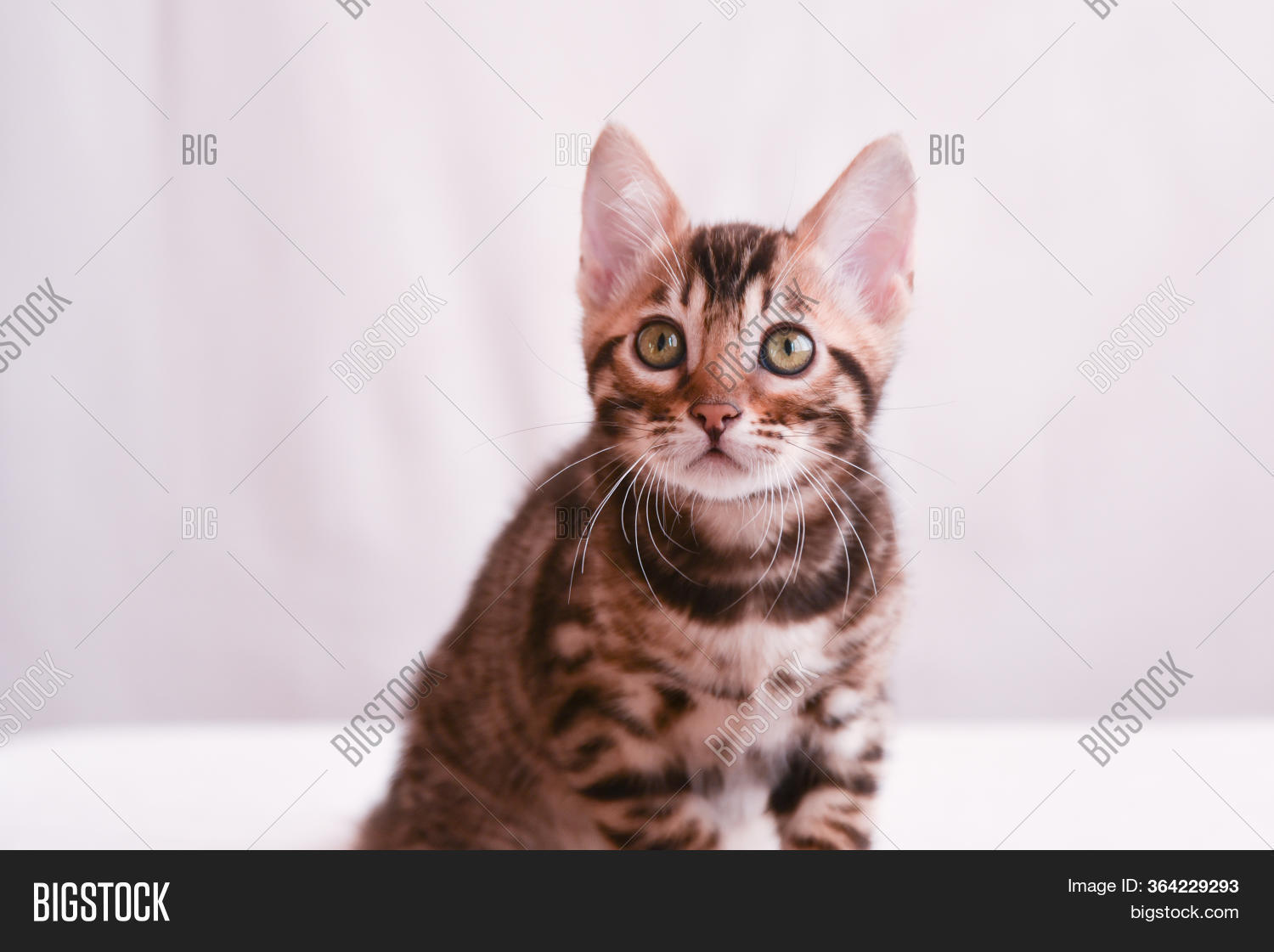 Small Curious Kitten Image & Photo (Free Trial) | Bigstock