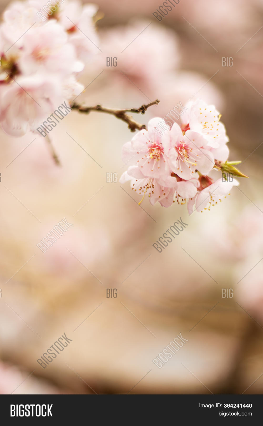 Blooming Apricot Tree Image & Photo (Free Trial) | Bigstock