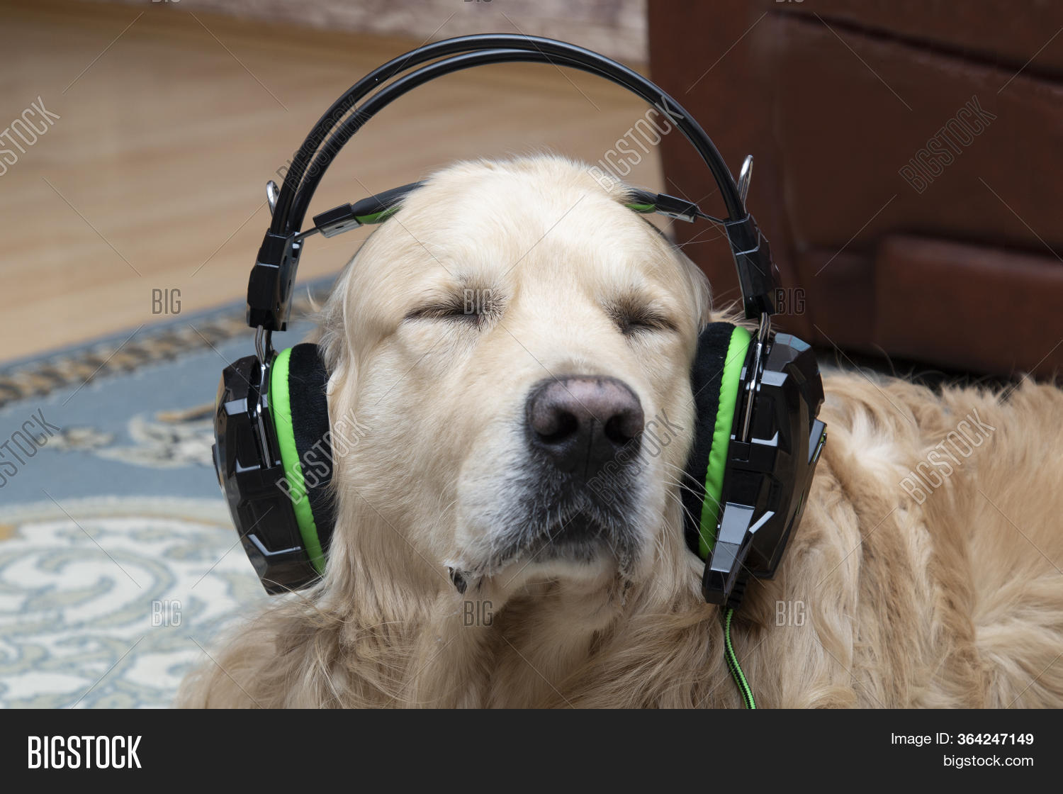 Dog Headphones. Golden Image & Photo (Free Trial) Bigstock