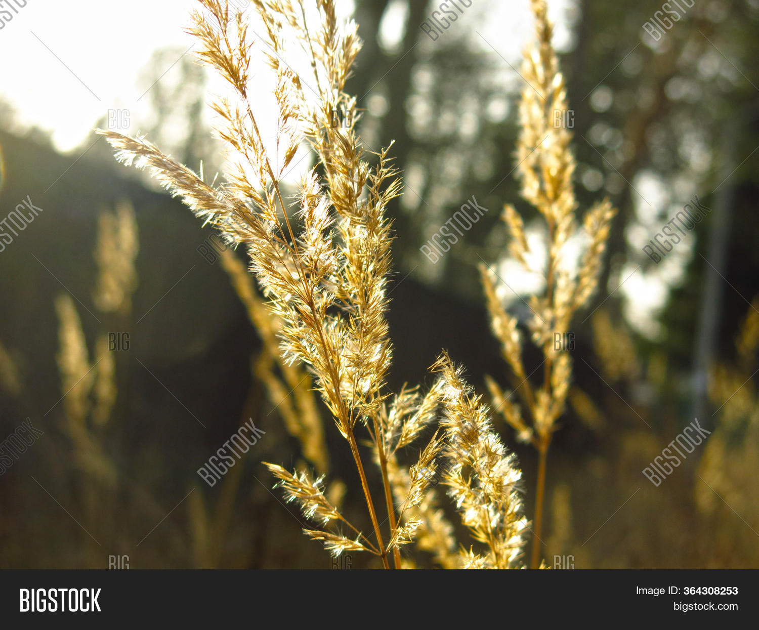 Dry Straw Wind Autumn Image & Photo (Free Trial) Bigstock